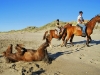 horse-rides.jpg