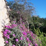 Necklace vygie growing out of pink Granite rock