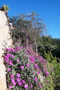 Necklace vygie growing out of pink Granite rock